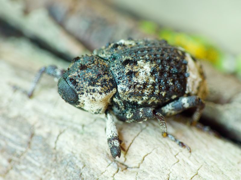 Cryptorhynchus (Cryptorhynchus) lapathi (Linnaeus, 1758)